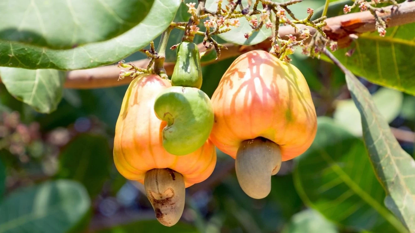 Cashews