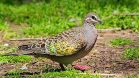 The Common Bronzewing is one of the birds that has increased beak size in response to climate change.