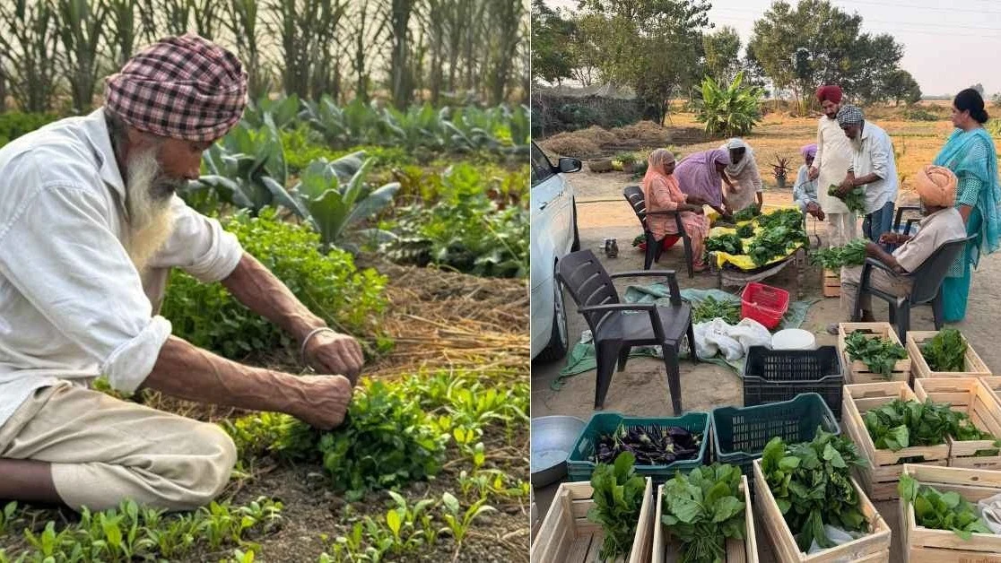 Gill Organics supplies fresh harvests to families in Patiala, Ludhiana and Chandigarh.