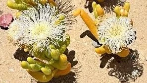 Illegal trade booms in South Africa’s 'super-strange looking' plant species