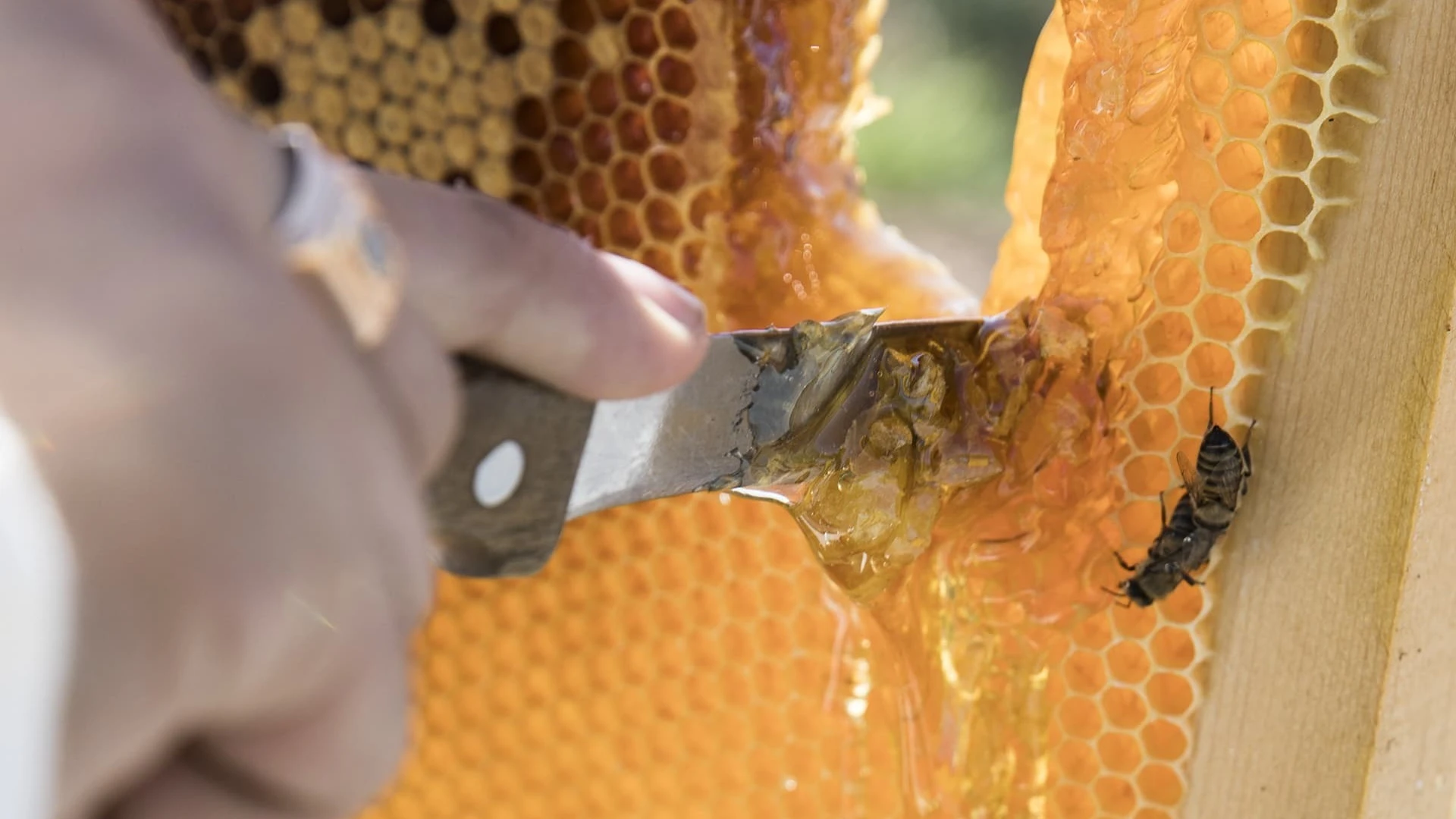 Honey Harvesting