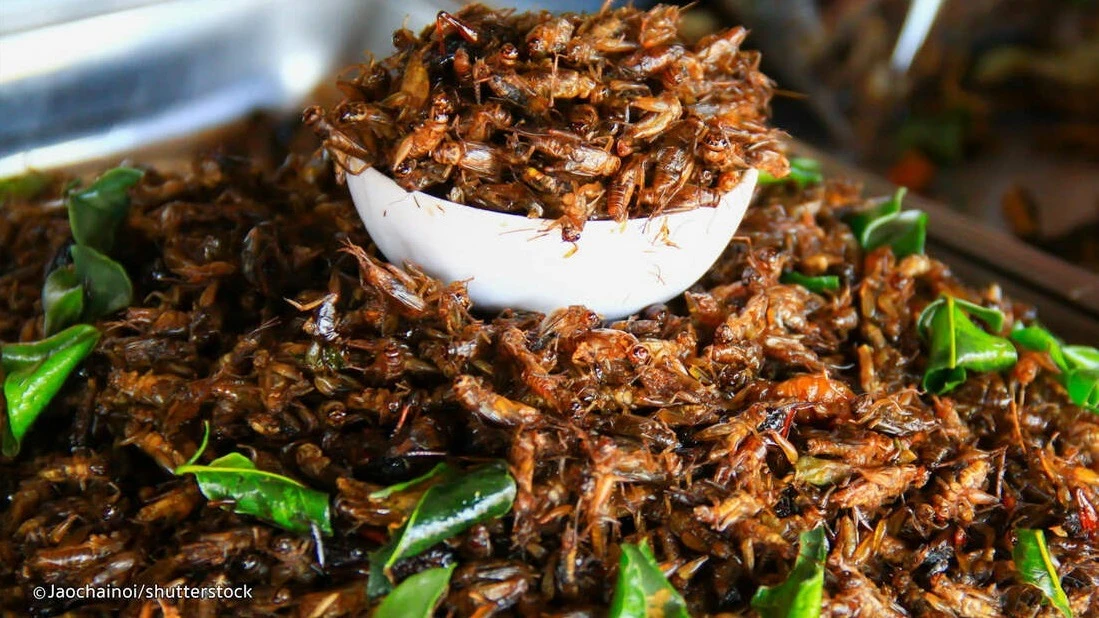 Edible insects have high nutritional value and health benefits comparable with animal-source foodstuffs.