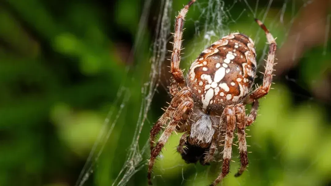 Male garden spider, Araneus diadematus.