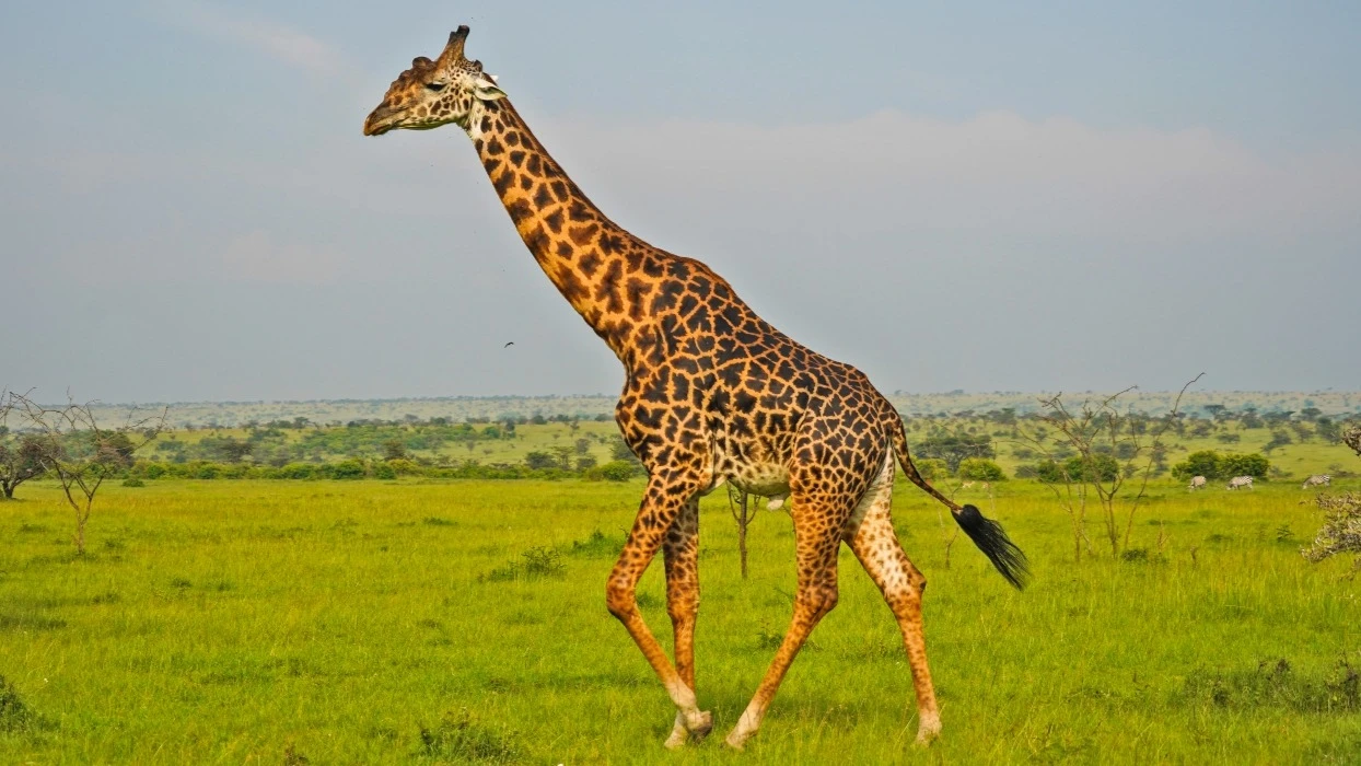 Giraffe