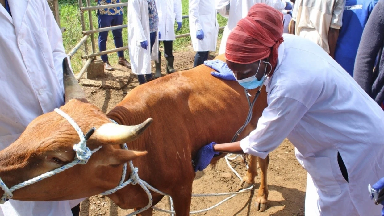 Veterinarian