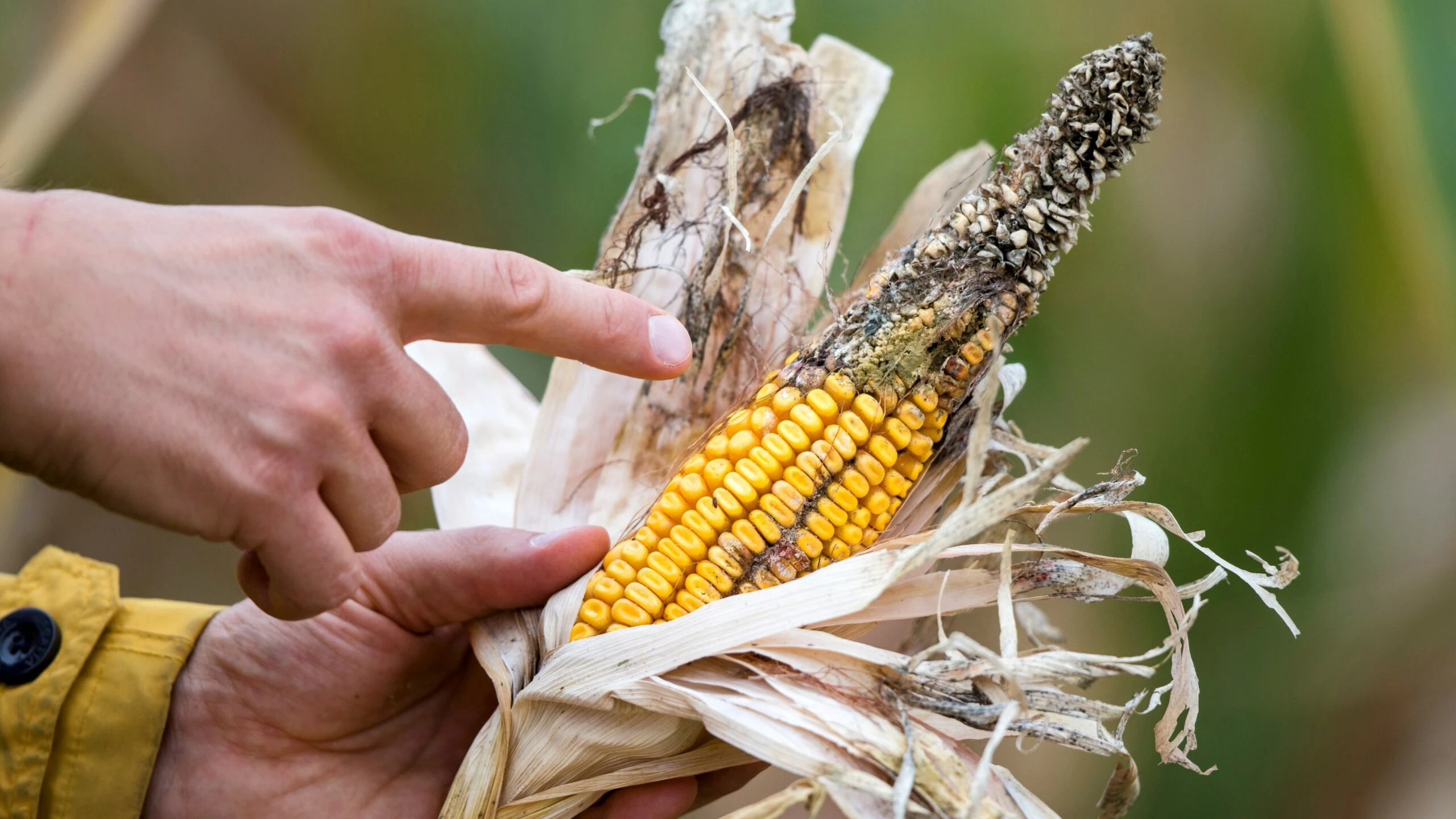 Maize, sorghum, millet, groundnuts, tree nuts, spices, and pulses (legumes) are likely to be contaminated by aflatoxins, the guidelines say, as they cite studies conducted by Kimanya et al. (2008) and WHO (2018)