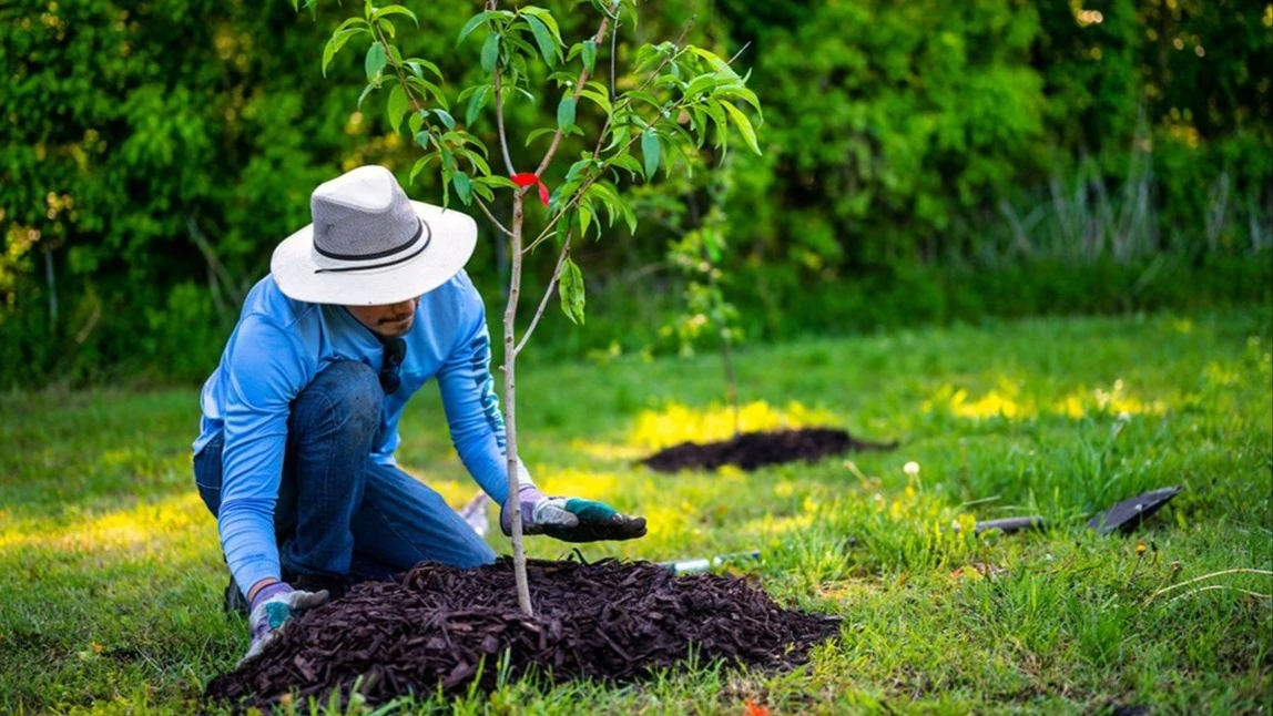 Tree planting