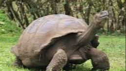 Tortoise 