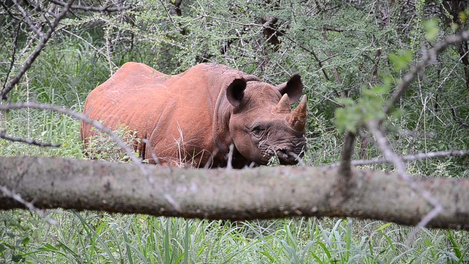 
The world-famous female black rhino, 'Faru Kisima,' captured by the Guardian camera at Mkomazi National Park.