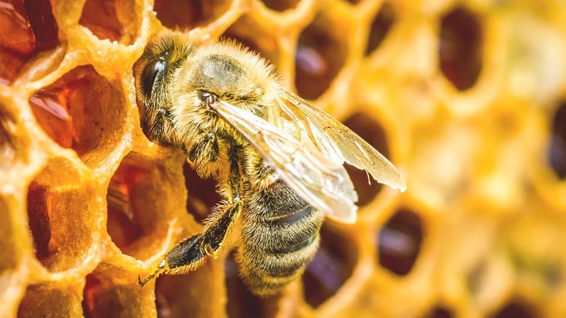 Beekeeping illustration