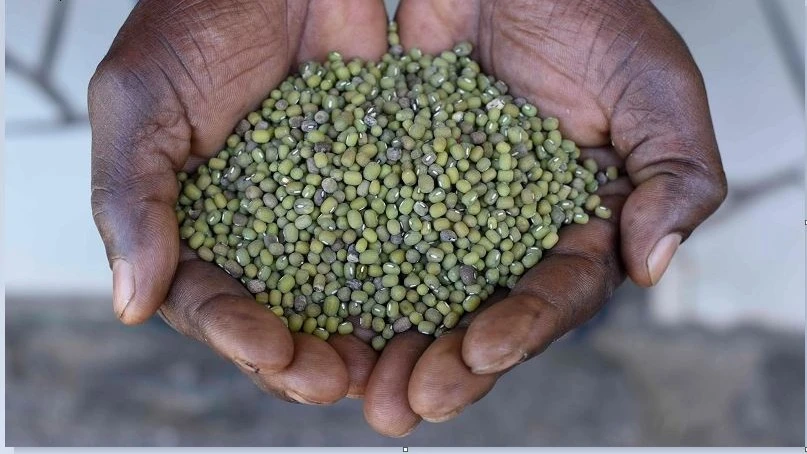 Green gram, also known as mung beans, is increasingly gaining popularity in Tanzania due to its nutritional value, market demand, and suitability for arid and semi-arid regions