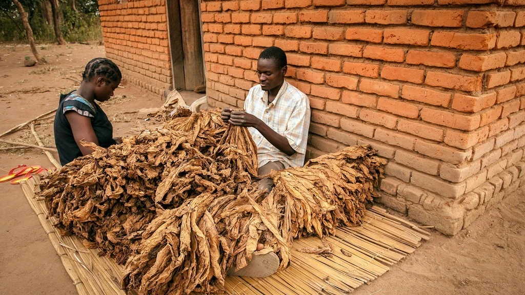 Farmers sort dried tobacco leaves before selling it to cooperative societies. 