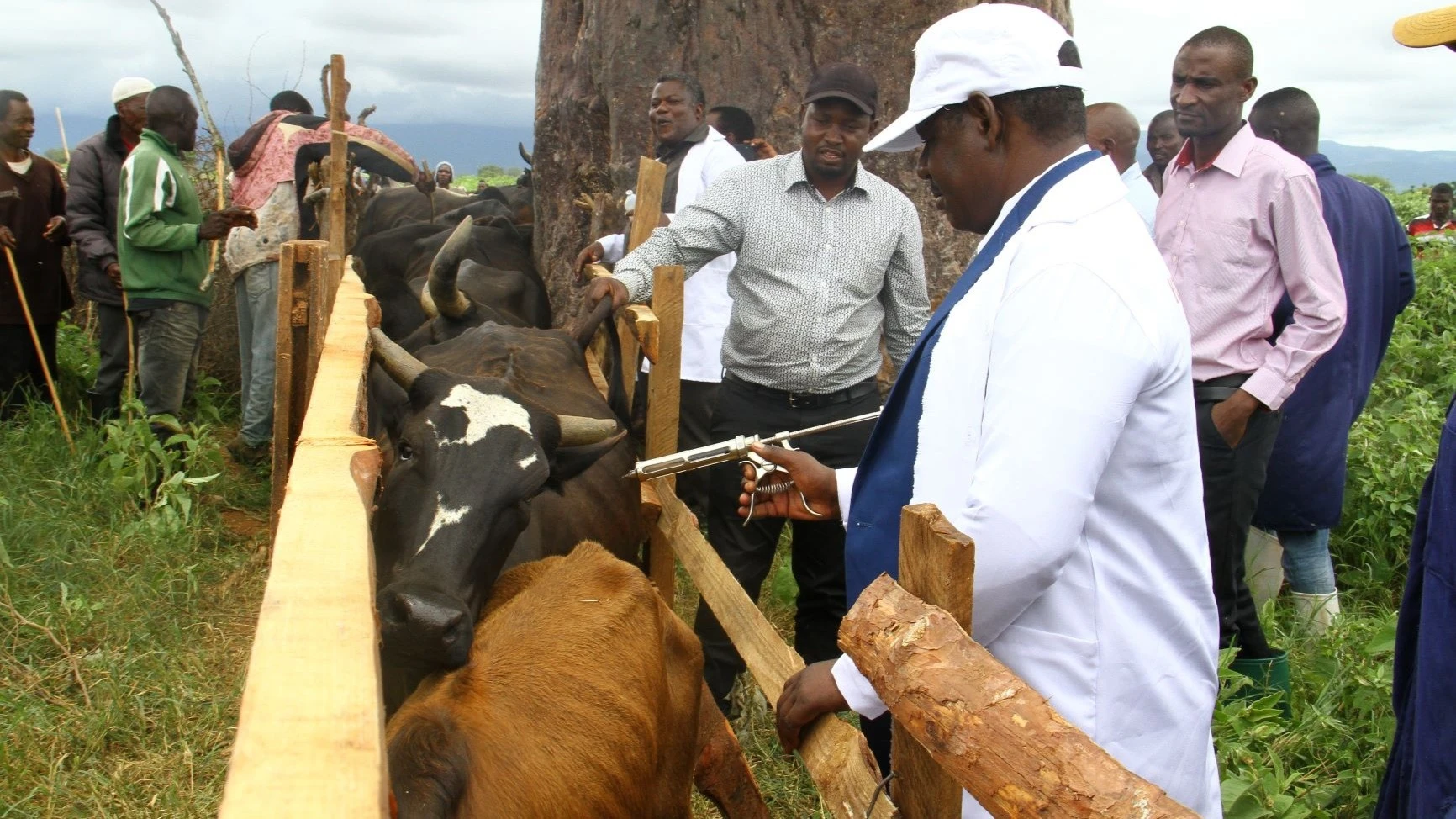 
Regular livestock vaccination helps reduce the cost of treatment.  

 