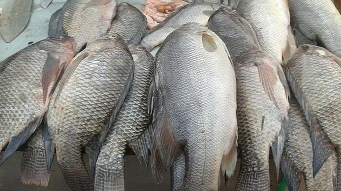 Tilapia