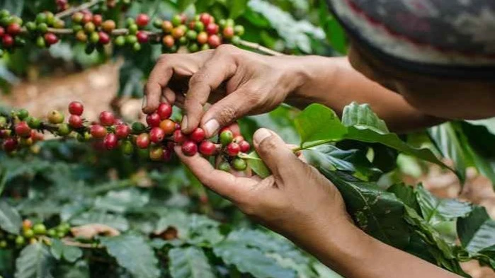 A comprehensive roadmap to vastly increase coffee production