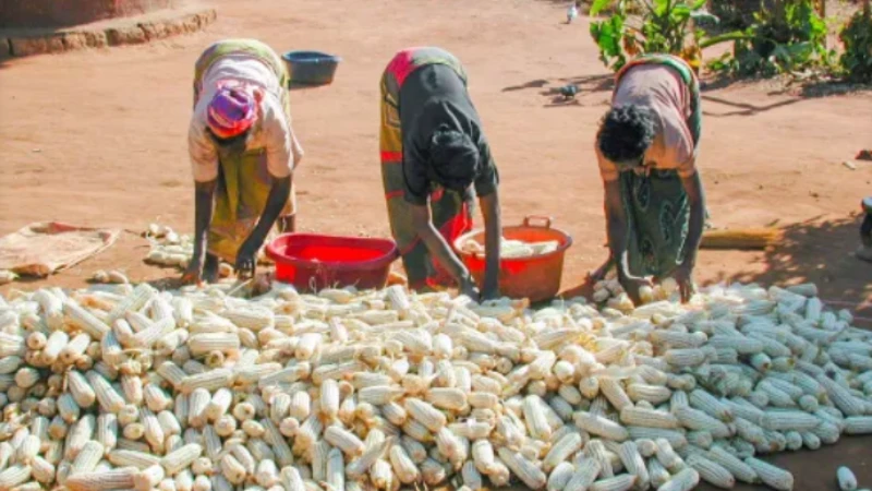 Women Farming Rural women in South Africa continue to bear the brunt of triple oppression due to their race, class, and gender; hence, it is not a coincidence that in their majority they have not managed to achieve economic freedom. 