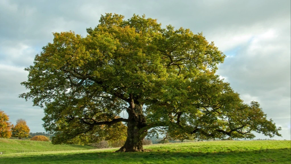 A TEAM of botanists has made a discovery in the Tanzania’s Udzungwa Mountains, identifying a new species of rainforest trees.