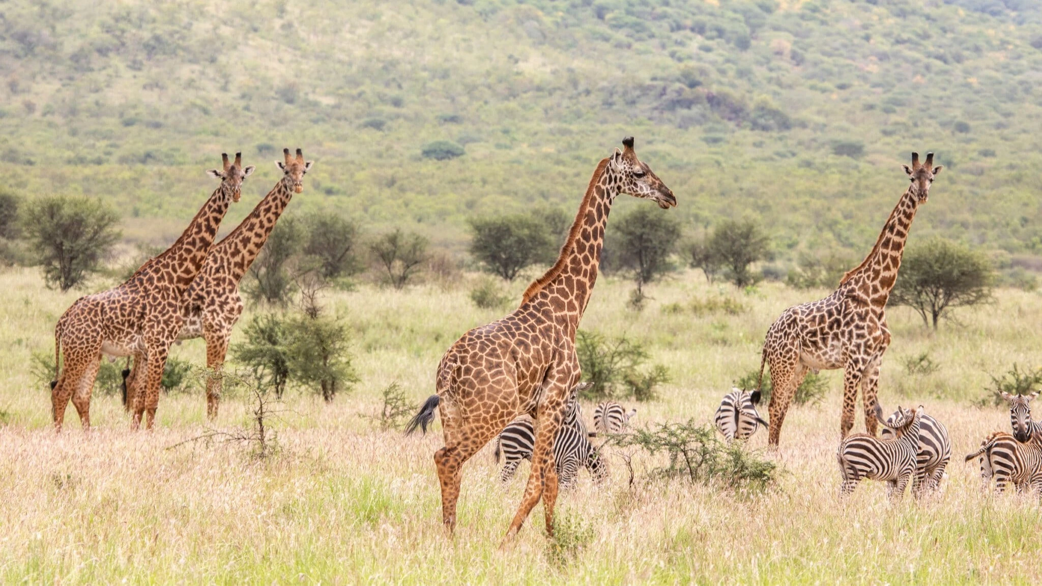 Govt allocates 700m/- to compensate 115 residents for Mkomazi conservation zone