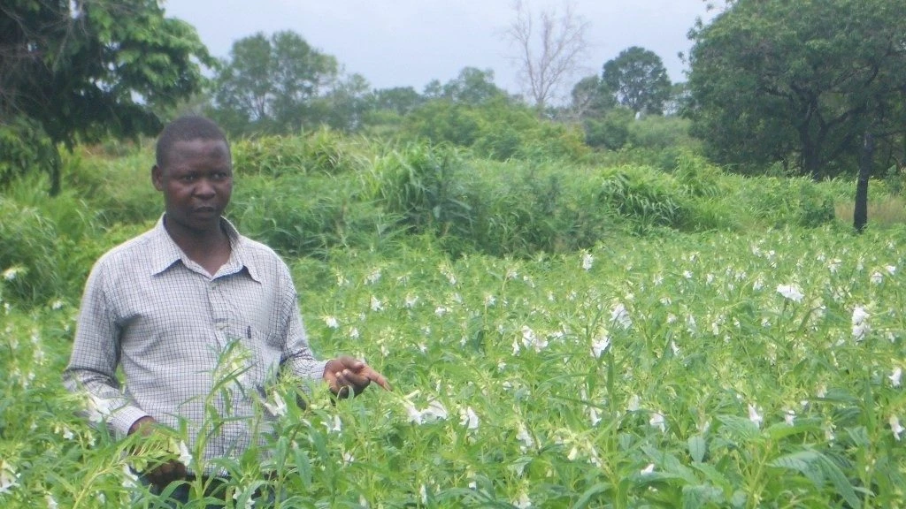 Farmer inspects his sesame crops