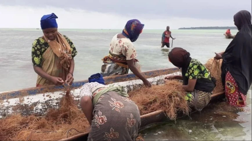Seaweed farmers in Kilwa

