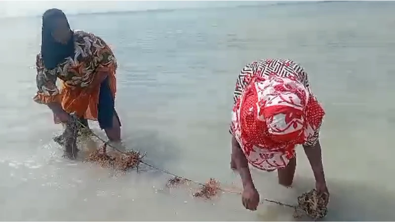 Wakulima wa mwani walia  athari mabadiliko tabianchi