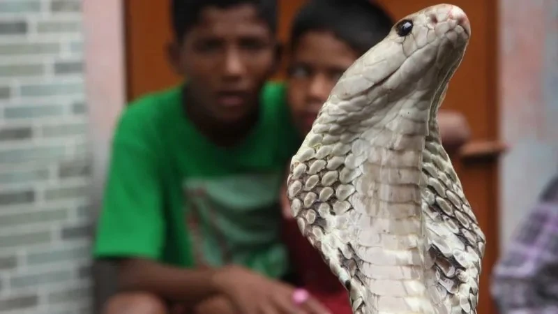 Around 50,000 Indians are killed by snakebites each year - roughly half of all deaths worldwide