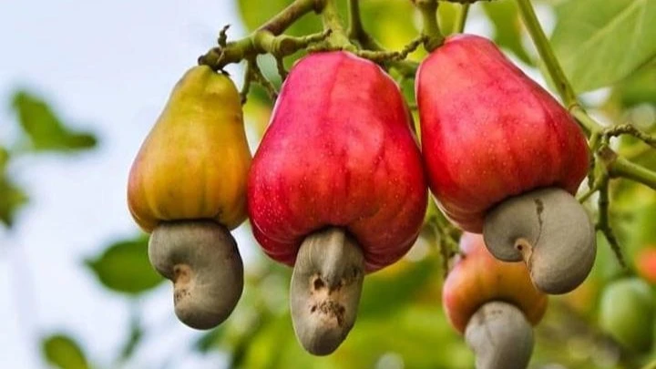 Cashew nut