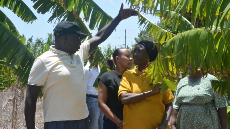 Urban farming in Dar: Growing food,  income and environmental awareness