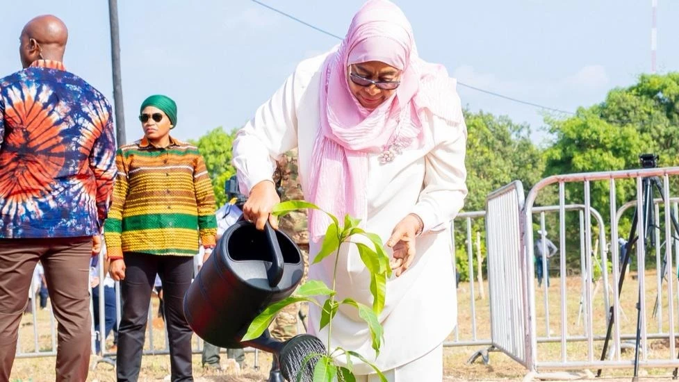 
President Samia Suluhu Hassan plants a trea at Bungi Kilimo in the South Unguja, Zanzibar. The activity was part of celebrating her 66th birthday. 