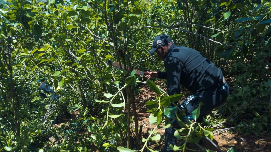 Enforcers clear 203 acres of  khat fields in Same operation 