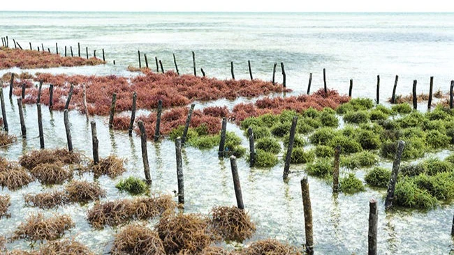 Seaweed farming.